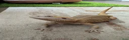 Bearded Dragon reptiles for sale: Healthy Male 4yo Zero Bearded Dragon - Advert 2