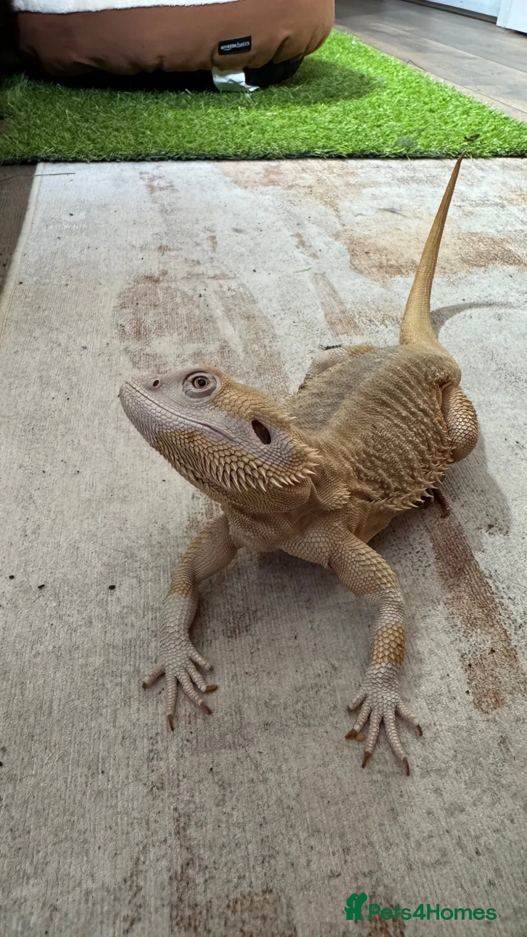Bearded Dragon reptiles for sale: Healthy Male 4yo Zero Bearded Dragon - Advert 2