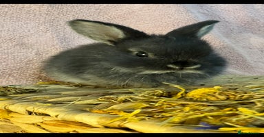 Mini Lop rabbits - Advert 3