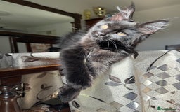 Maine Coon cats for sale: LARGE MAINE COON KITTENS *2 Left* - Image 7