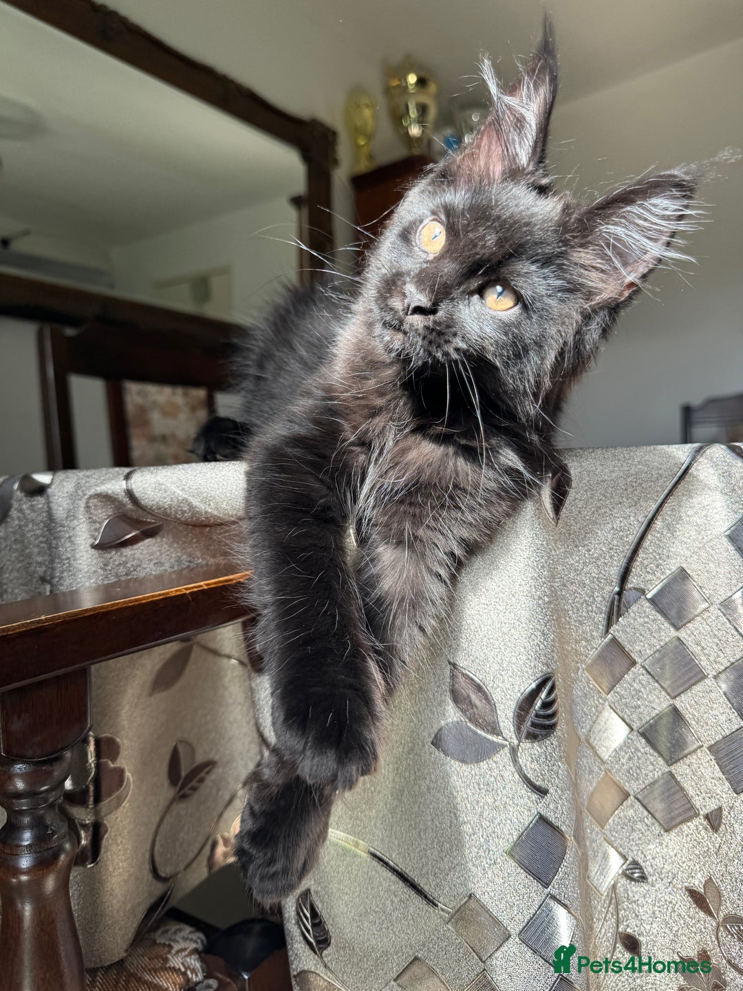Maine Coon cats for sale: LARGE MAINE COON KITTENS *2 Left* - Image 7