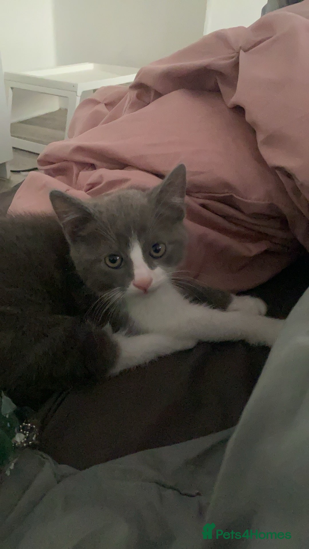 Himalayan cats for sale: Gorgeous Last kitten Girl 🩷 found home ‼️‼️ - Image 13