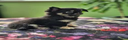 Chihuahua dogs for sale: Amazing Tiny Longcoat Chihuahua Puppies - Advert 33