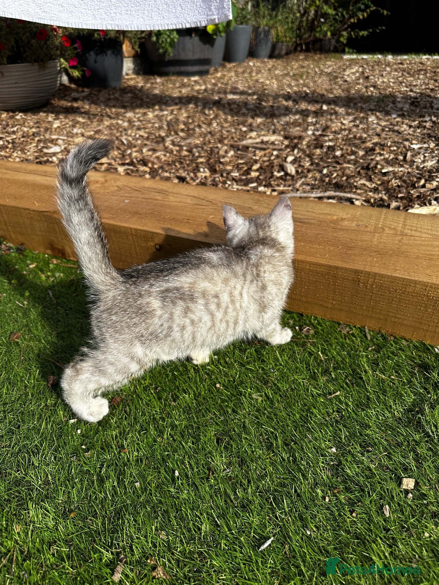 British Shorthair cats Silver shaded british shorthair kittens  - Advert 2