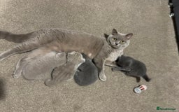 British Shorthair cats for sale: Chunky Lilac & blue bsh kittens  - Image 18