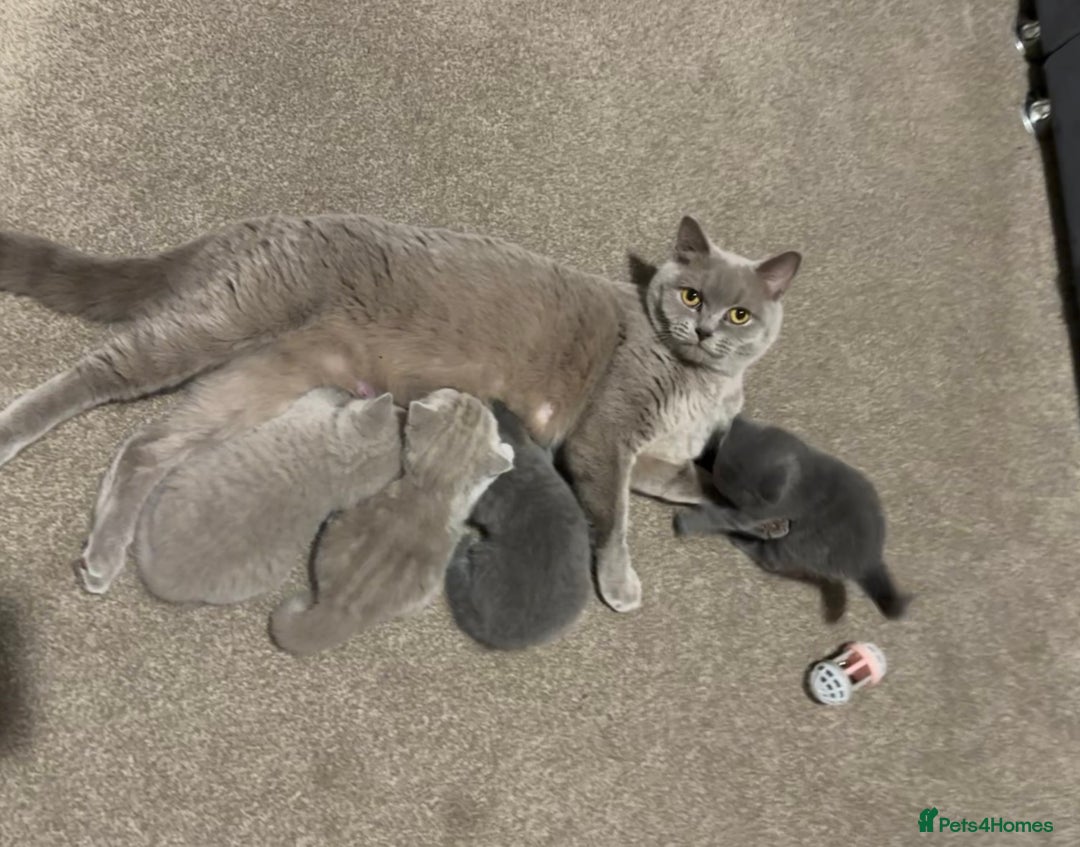 British Shorthair cats for sale: Chunky Lilac & blue bsh kittens  - Image 18