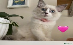 Ragdoll cats for sale: Ragdoll kittens one girl available  - Image 5