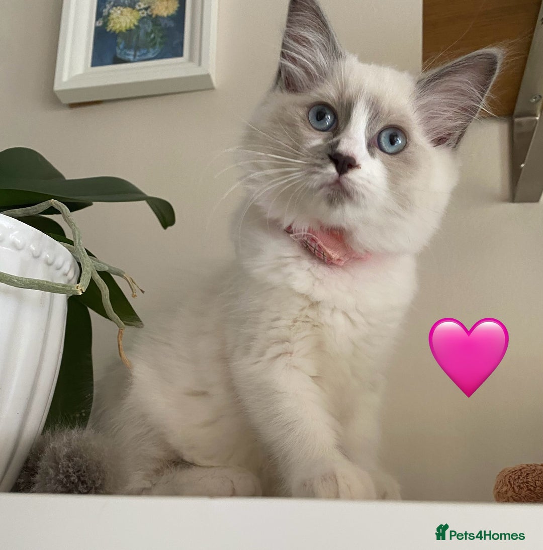 Ragdoll cats for sale: Ragdoll kittens one girl available  - Image 5