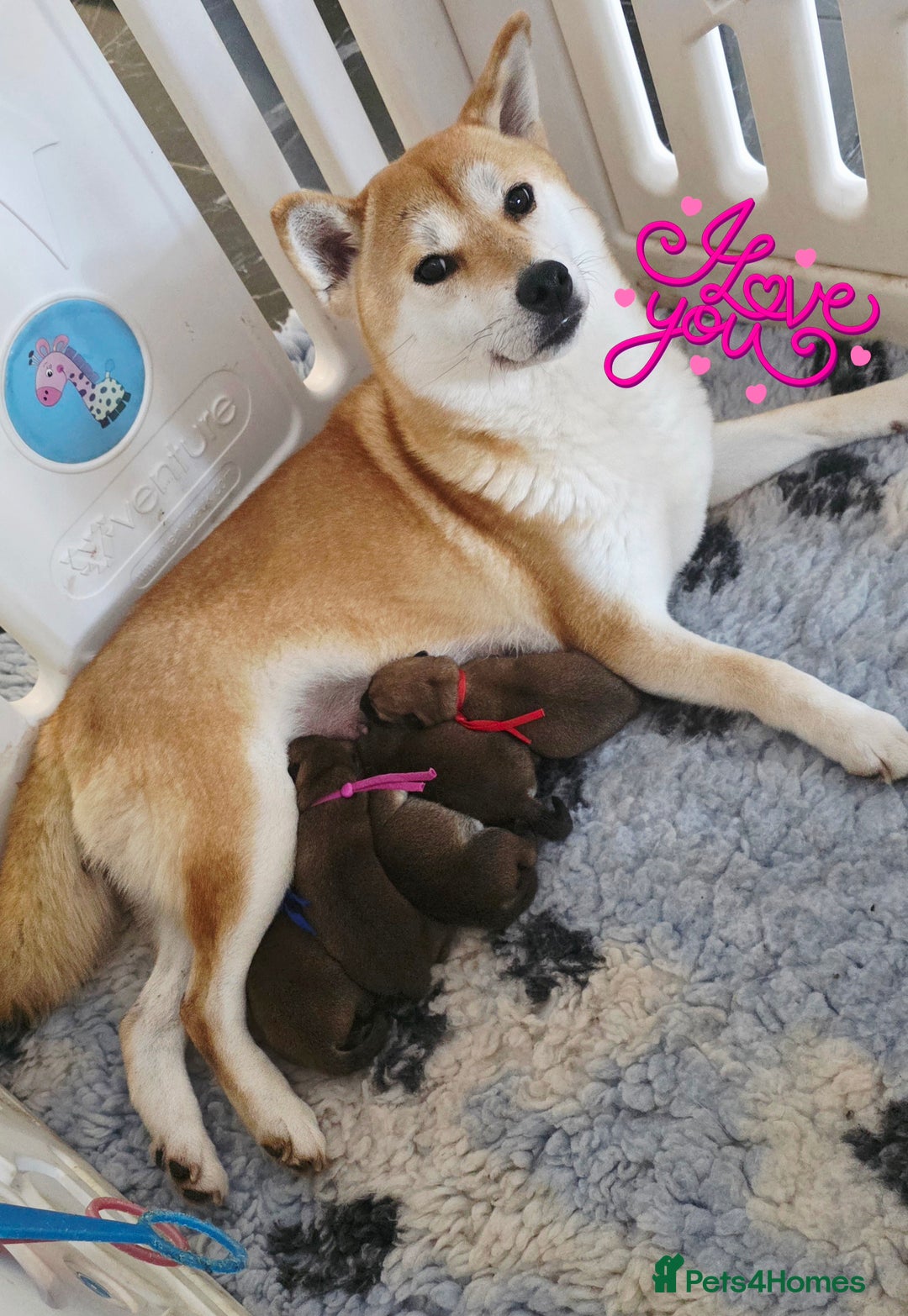 Japanese Shiba Inu dogs for sale: Outstanding Japanese Shiba Inu - Advert 6