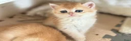 British Shorthair cats for sale: Gorgeous GCCF registered British shorthair Gold. - Advert 35