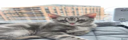 Mixed Breed cats for sale: 7-month old playful kitten - Advert 6