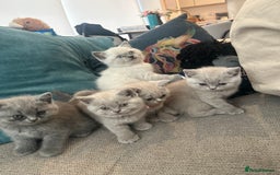 British Shorthair cats for sale: Lilac British Shorthair Kittens - 2 boys 3 girls - Image 9