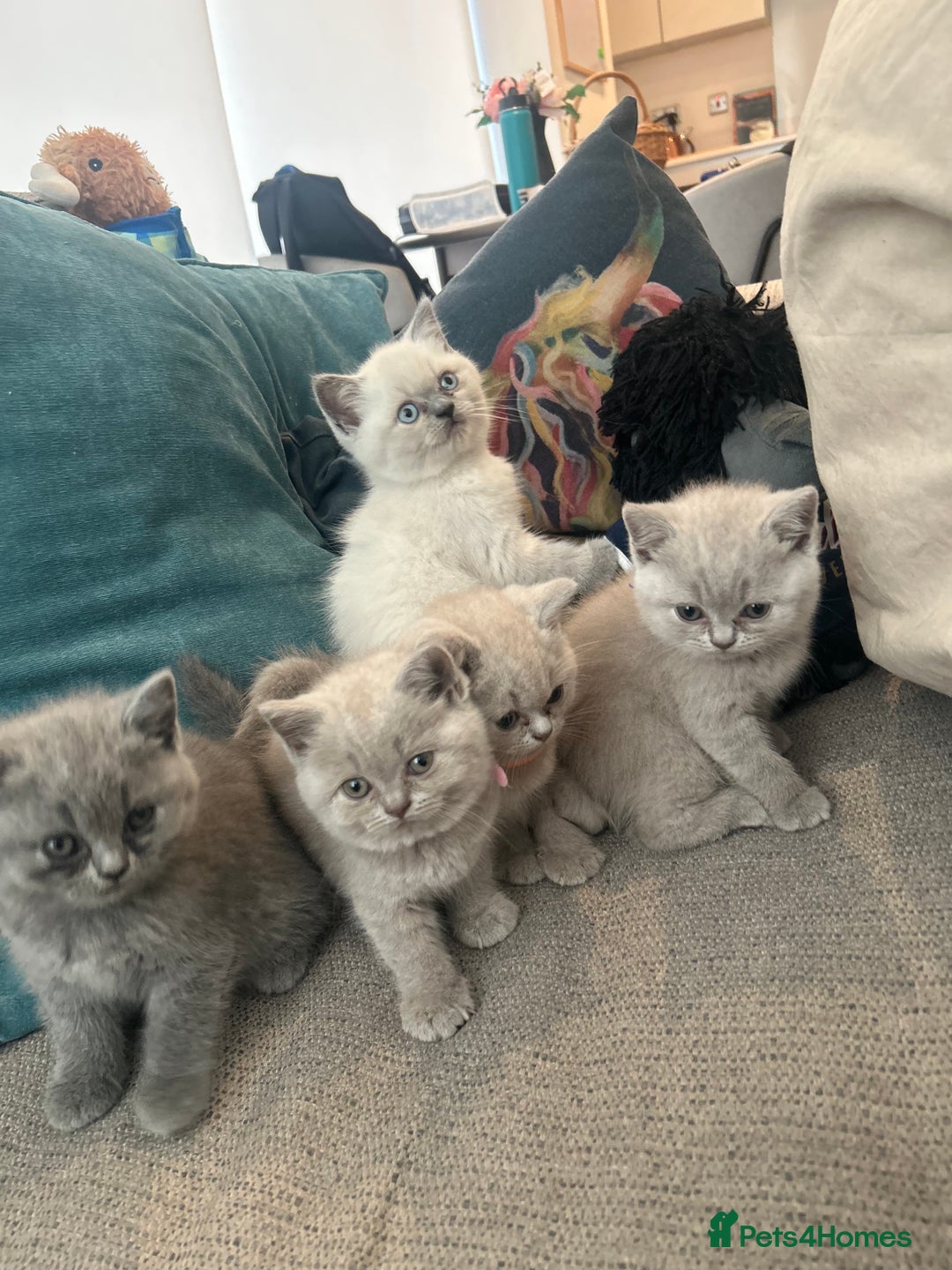 British Shorthair cats for sale: Lilac British Shorthair Kittens - 2 boys 3 girls - Image 9