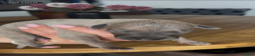 Whippet Puppy 6