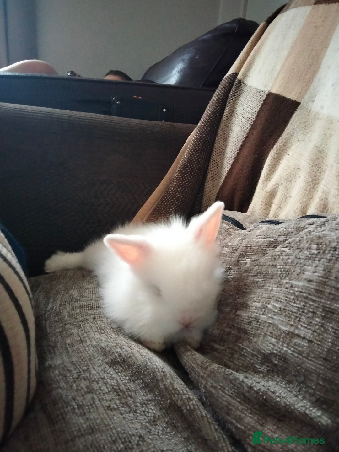Lionhead rabbits for sale: Teddy lionheads  - Image 4