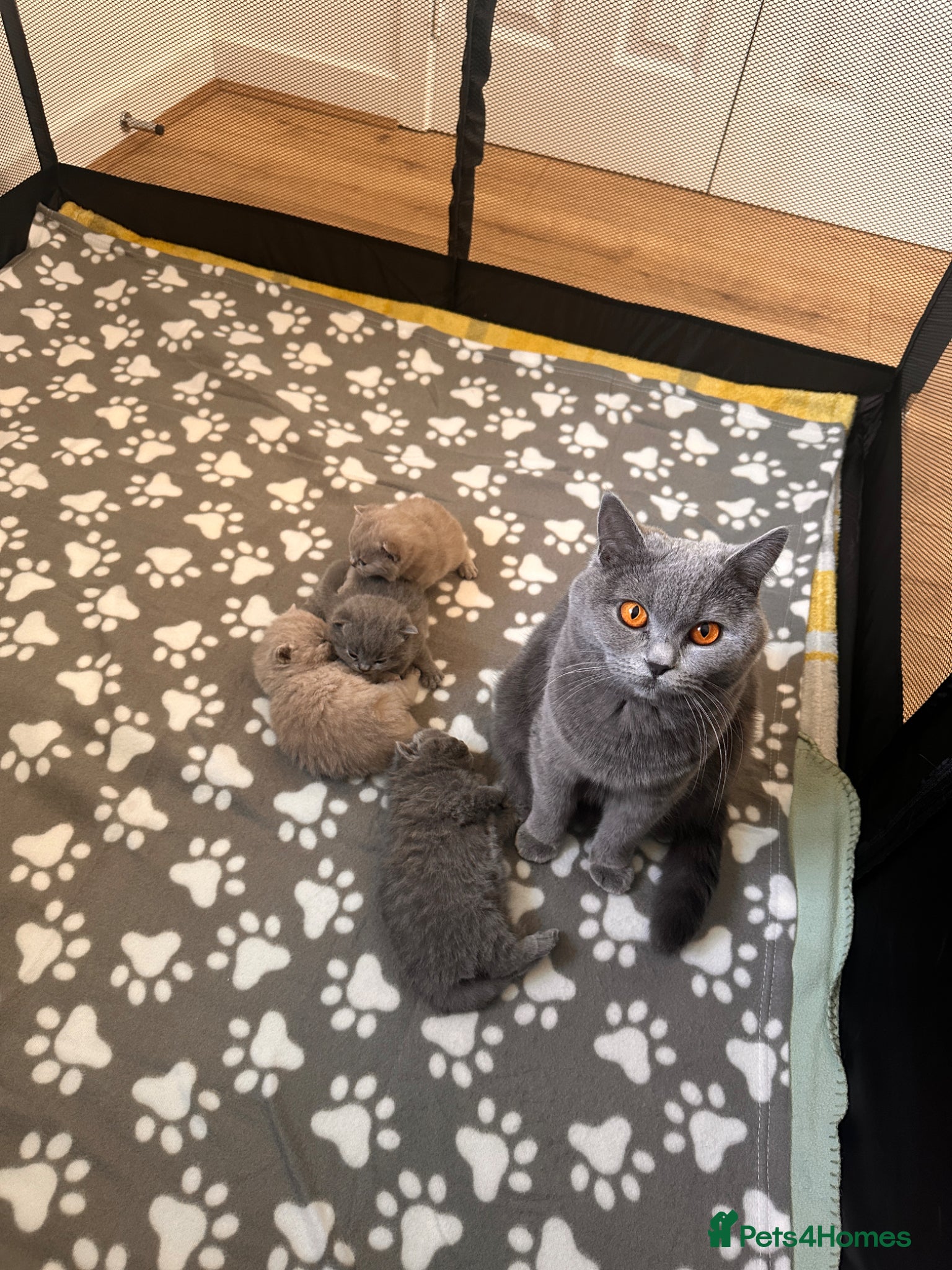 British Shorthair cats Stunning Blue & Lilac BSH - Active Reg Parents - Advert 1