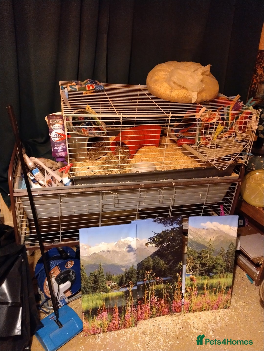 Guinea Pig rodents for sale: 2 Year Old Male Guinea Pig Including Large Cage  - Advert 2