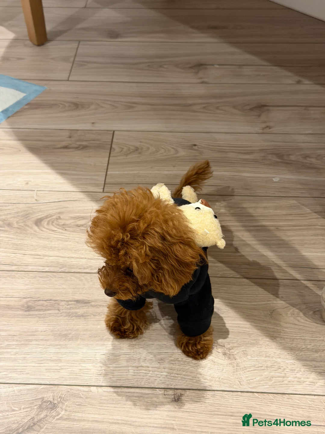 Toy Poodle dogs for sale: Stunning Asian toy poodle - Advert 4