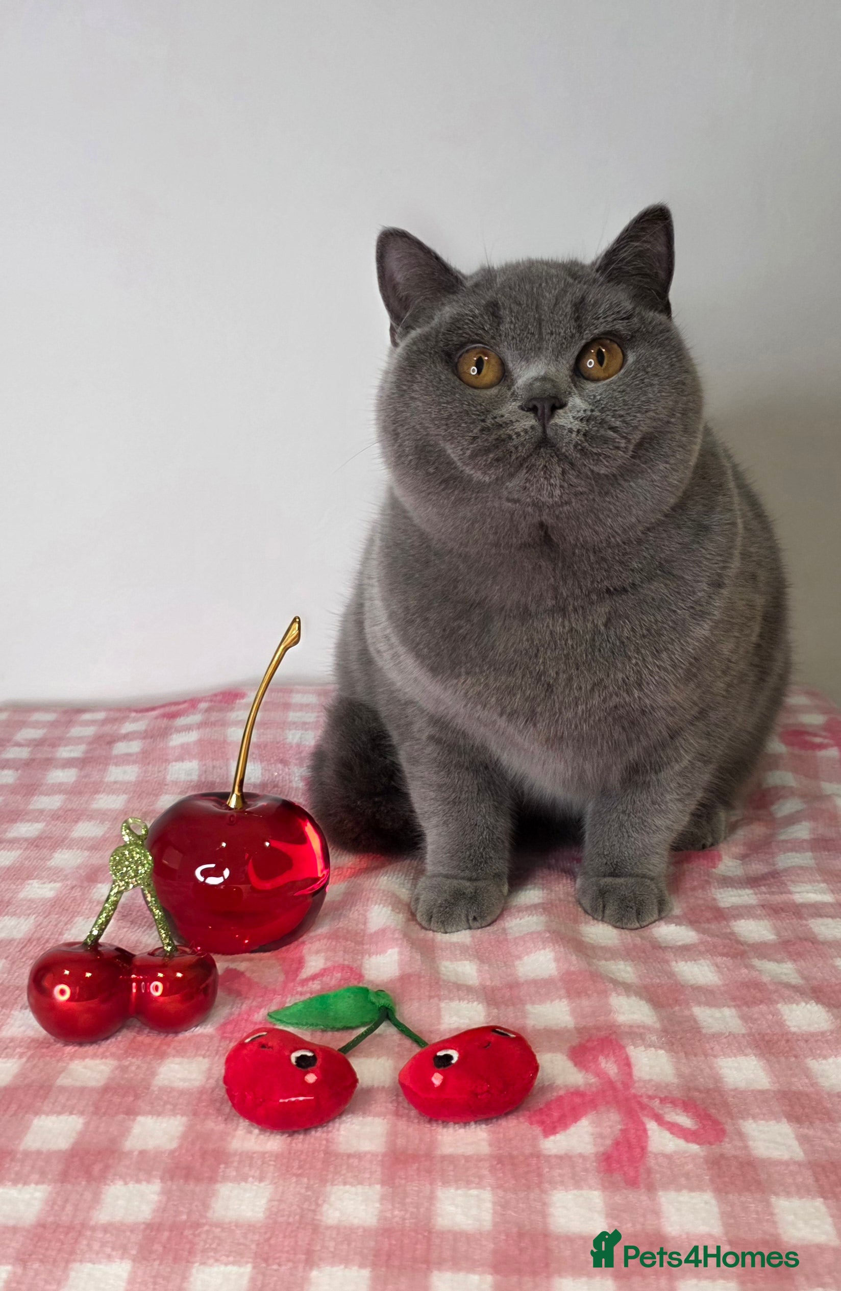 British Shorthair cats CHAMPION SIRED GCCF REG PEDIGREE BLUE BSH KITTEN - Advert 3