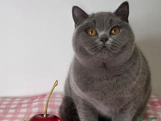 British Shorthair cats CHAMPION SIRED GCCF REG PEDIGREE BLUE BSH KITTEN - Advert 1