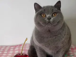 British Shorthair cats CHAMPION SIRED GCCF REG PEDIGREE BLUE BSH KITTEN - Advert 2