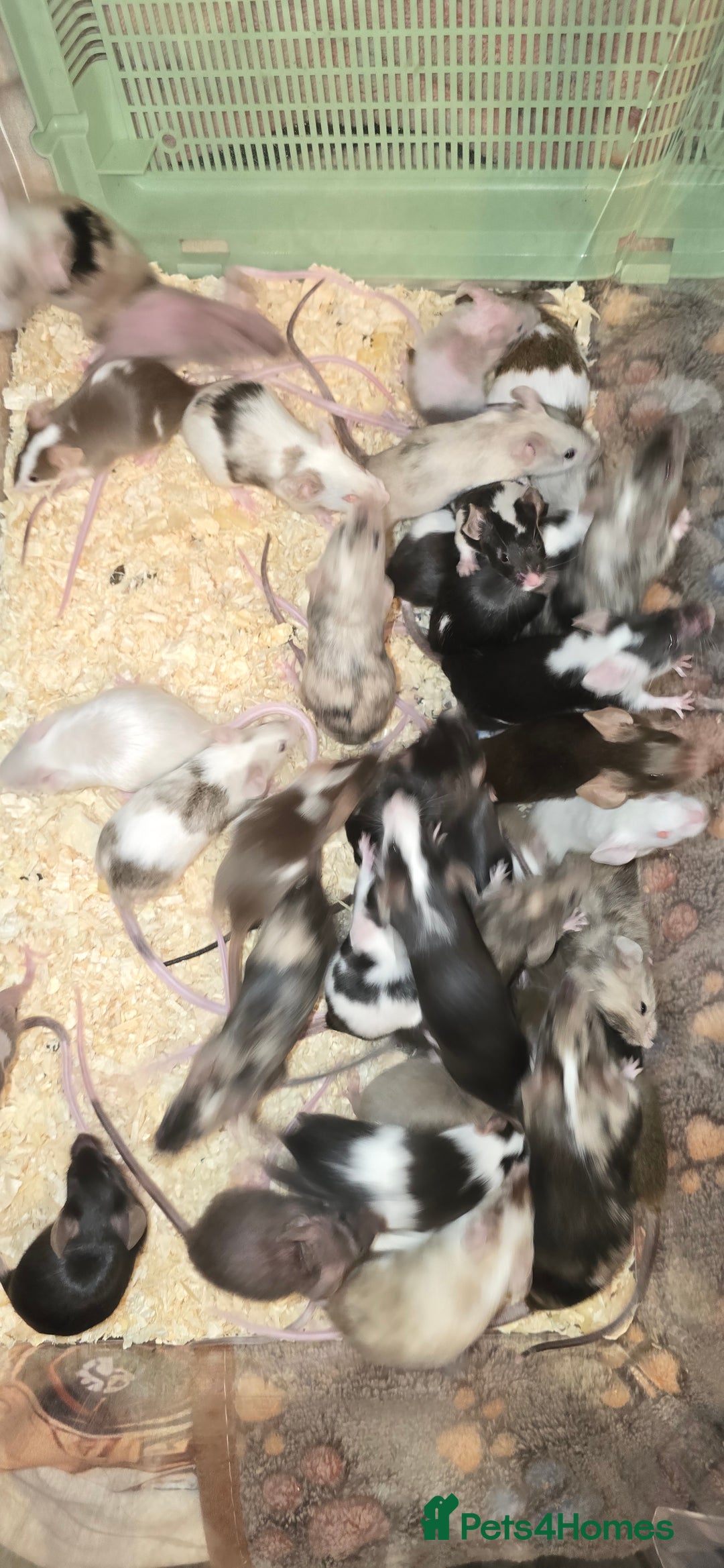 Mouse rodents for sale: Baby Fancy Mice, Mostly Females - Advert 3