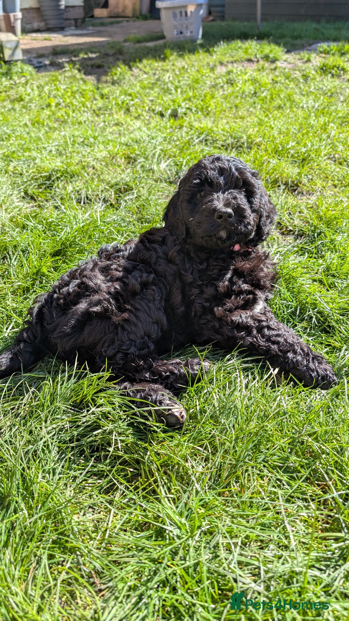 Labradoodle dogs 🐾 Labradoodle Puppies 🐾 Ready for their new home - Advert 1