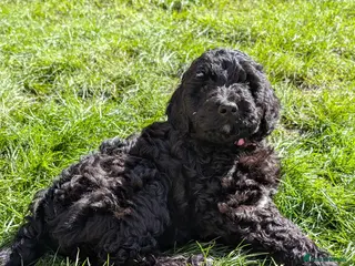 Labradoodle dogs 🐾 Labradoodle Puppies 🐾 Ready for their new home - Advert 1