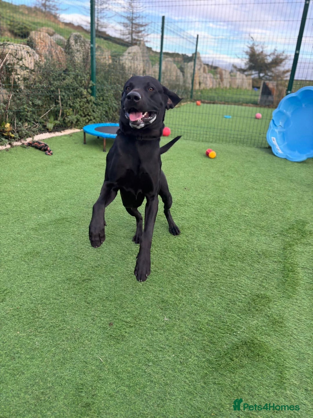 Mixed Breed dogs for sale: 2 year old weimaraner X labrador (Weimador) - Advert 4