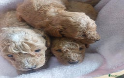 Miniature Poodle dogs for sale: MINIATURE POODLES - Image 1