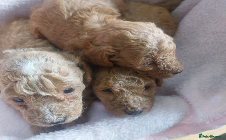 Miniature Poodle dogs - Advert 14