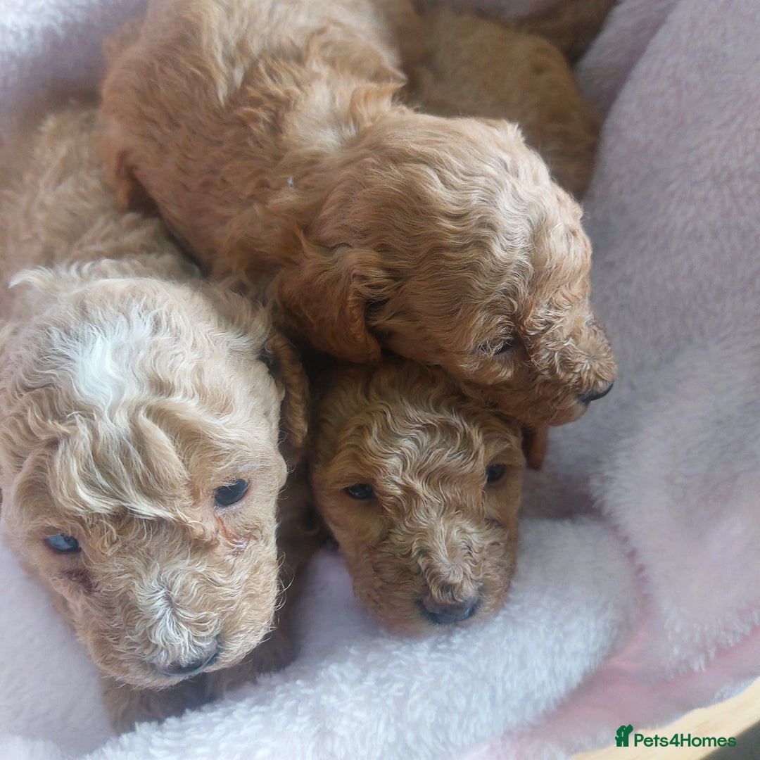 Miniature Poodle dogs for sale: MINIATURE POODLES - Image 1