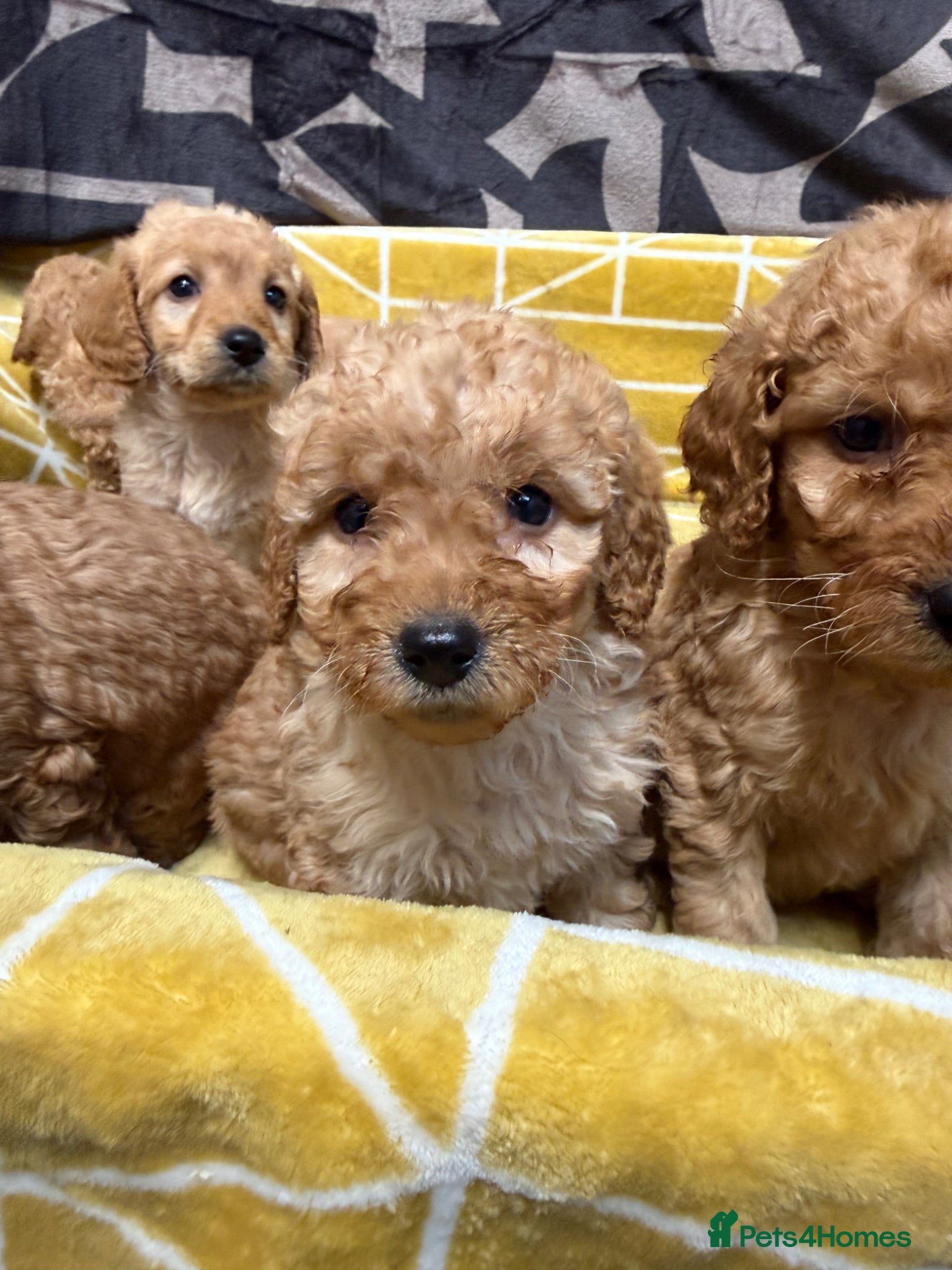 Labradoodle dogs Stunning miniature multigen labradoodle puppies - Advert 1