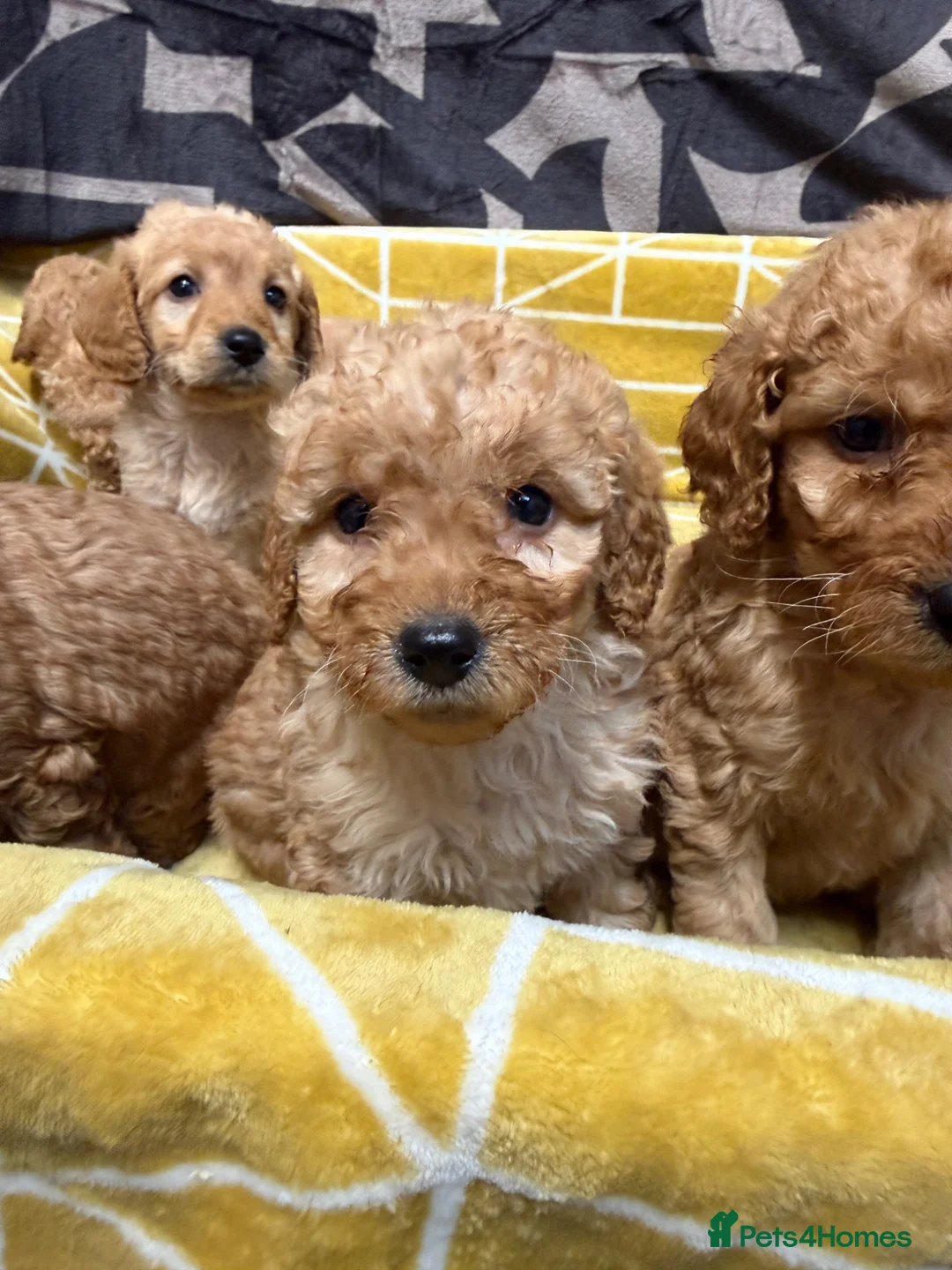 Labradoodle dogs for sale: Stunning miniature multigen labradoodle puppies - Advert 1
