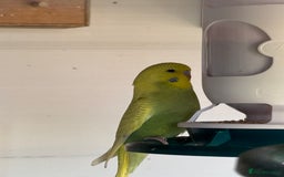 Budgerigars birds for sale: Budgies for sale - Image 8