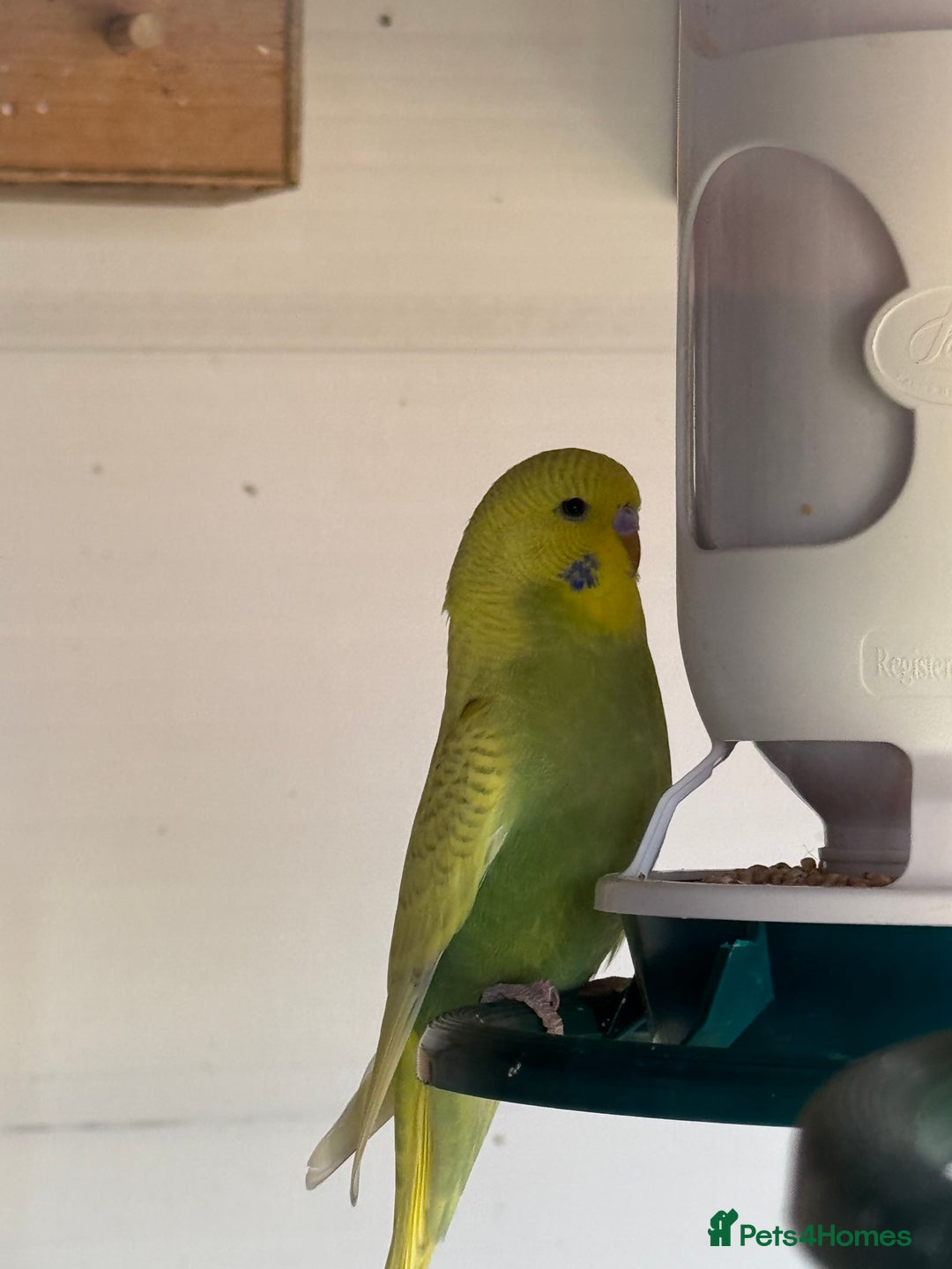 Budgerigars birds for sale: Budgies for sale - Image 8