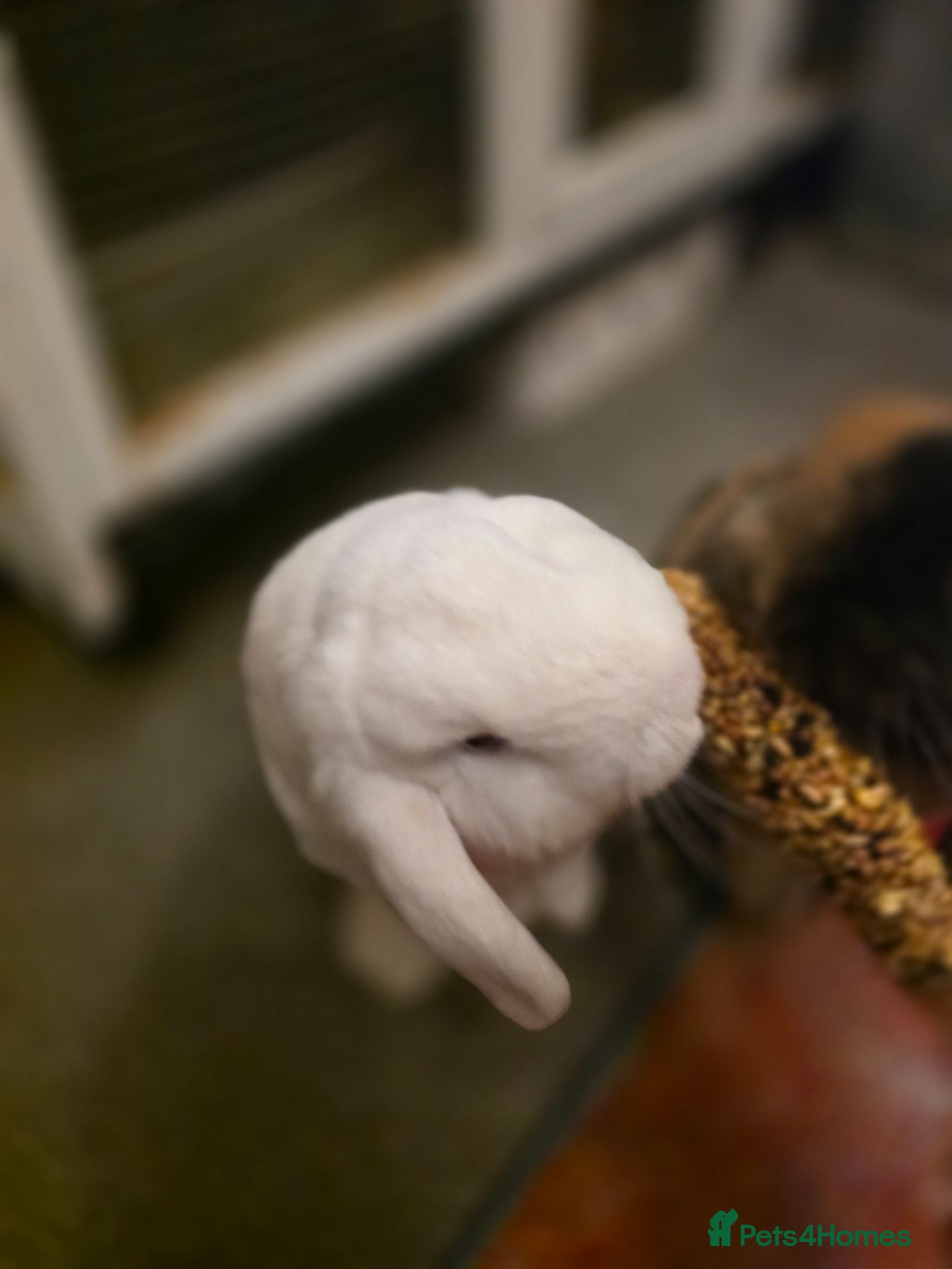 Mini Lop rabbits Bunnies unwanted by our child - Advert 1