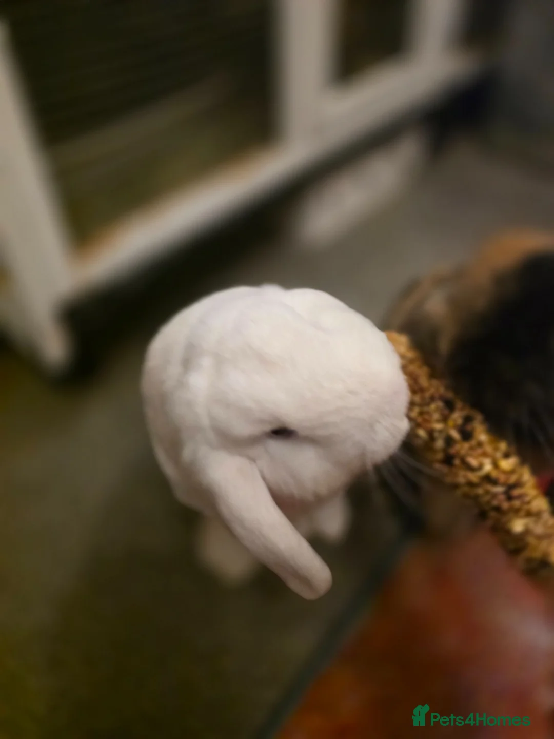 Mini Lop rabbits for sale: Bunnies unwanted by our child in Rochester - Advert 1