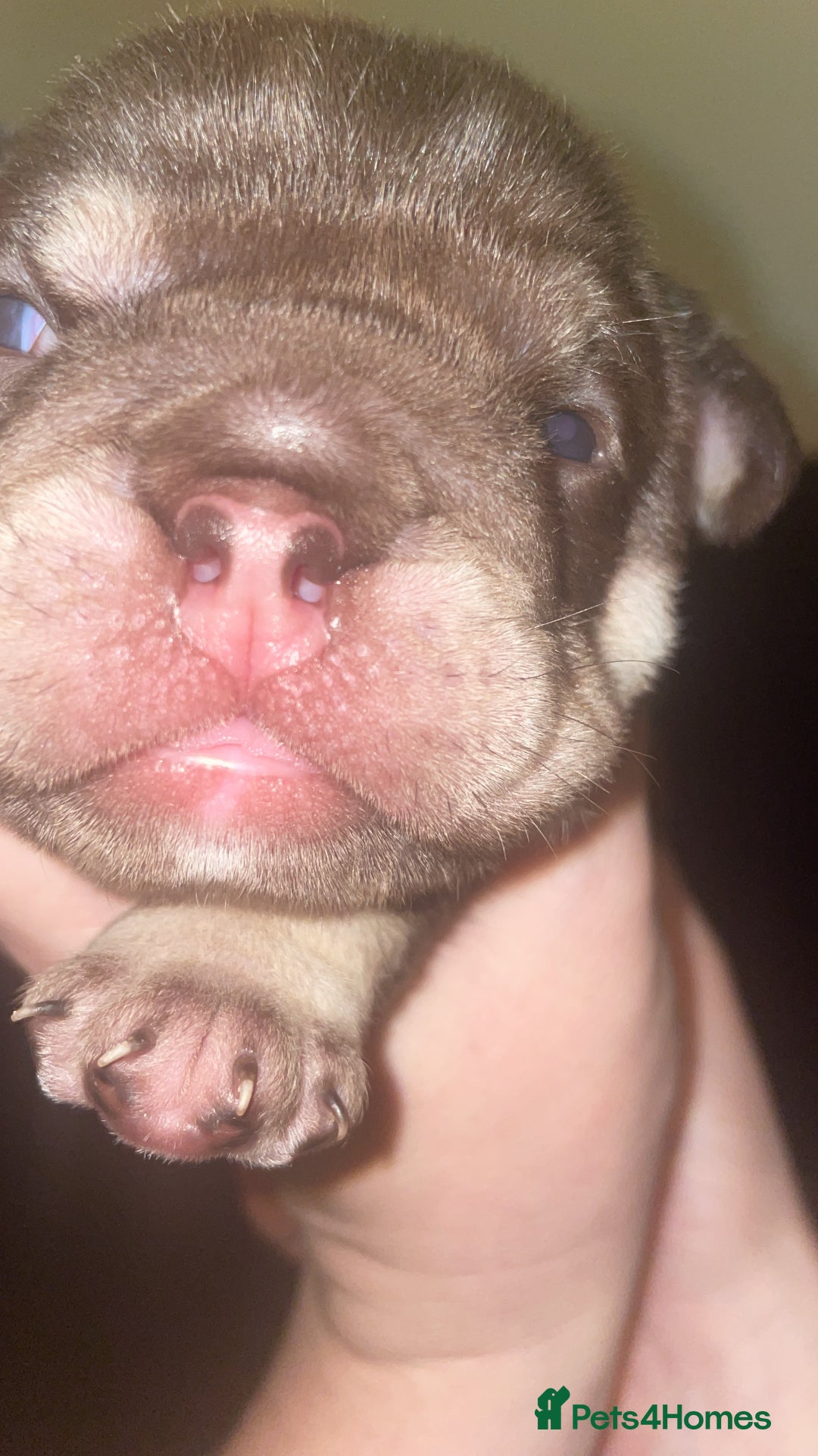 English Bulldog dogs for sale: TOP CLASS  English Bull Dog puppies  - Advert 12