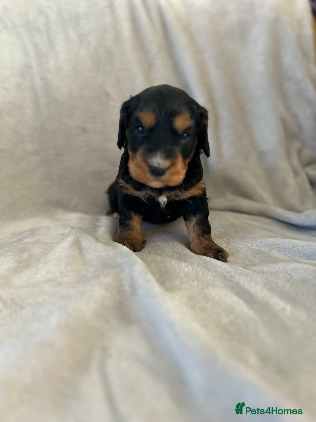 Cockapoo dogs for sale: Cockapoo puppies  - Advert 32