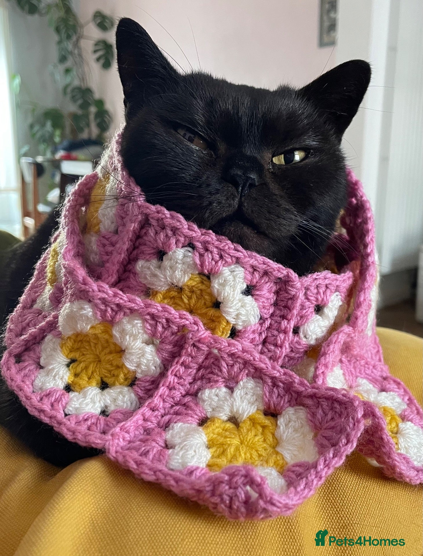 British Shorthair cats Beautiful 7 year old BSH Kayleigh - Advert 6
