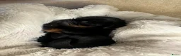 Dobermann dogs for sale: Champion Bloodline Doberman Puppies in Manchester - Advert 3
