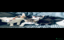 Mixed Breed cats for sale: 8 Adorable Kittens  - Image 5