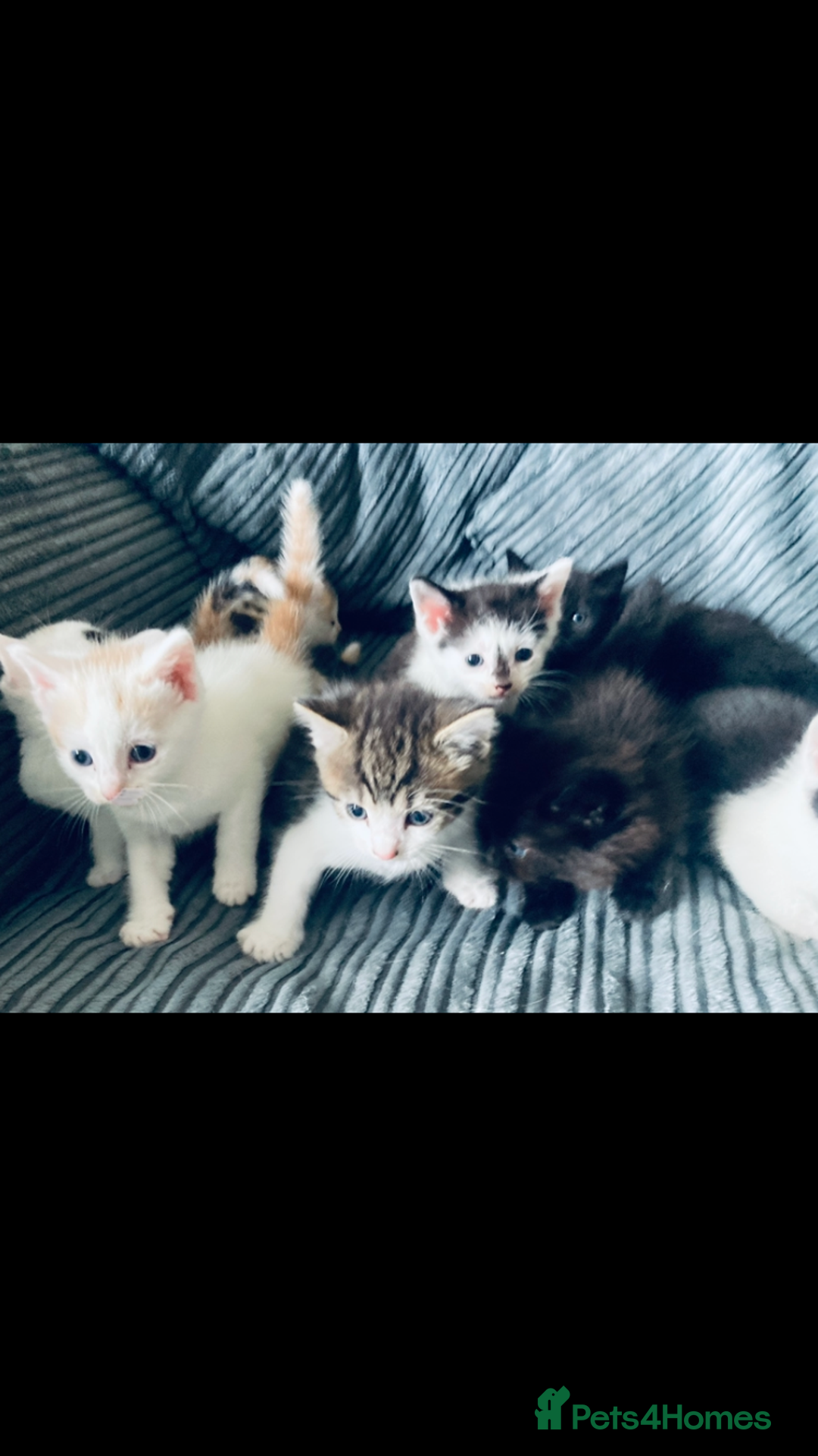 Mixed Breed cats for sale: 8 Adorable Kittens  - Image 5