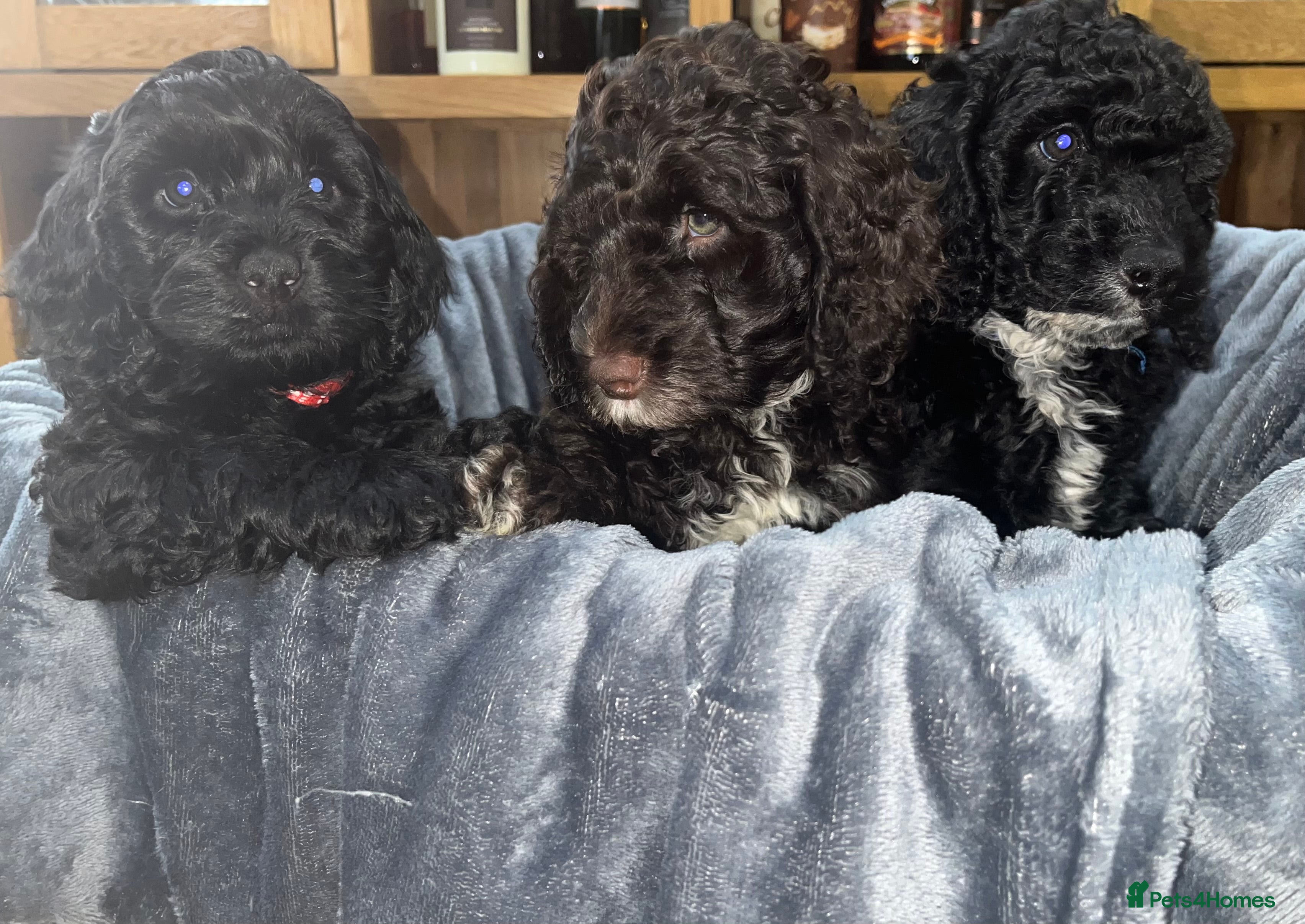 Cockapoo dogs Beautiful cockapoo puppies! - Advert 9