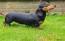 Miniature Dachshund dogs for sale: Miniature smooth dachshund  - Image 3