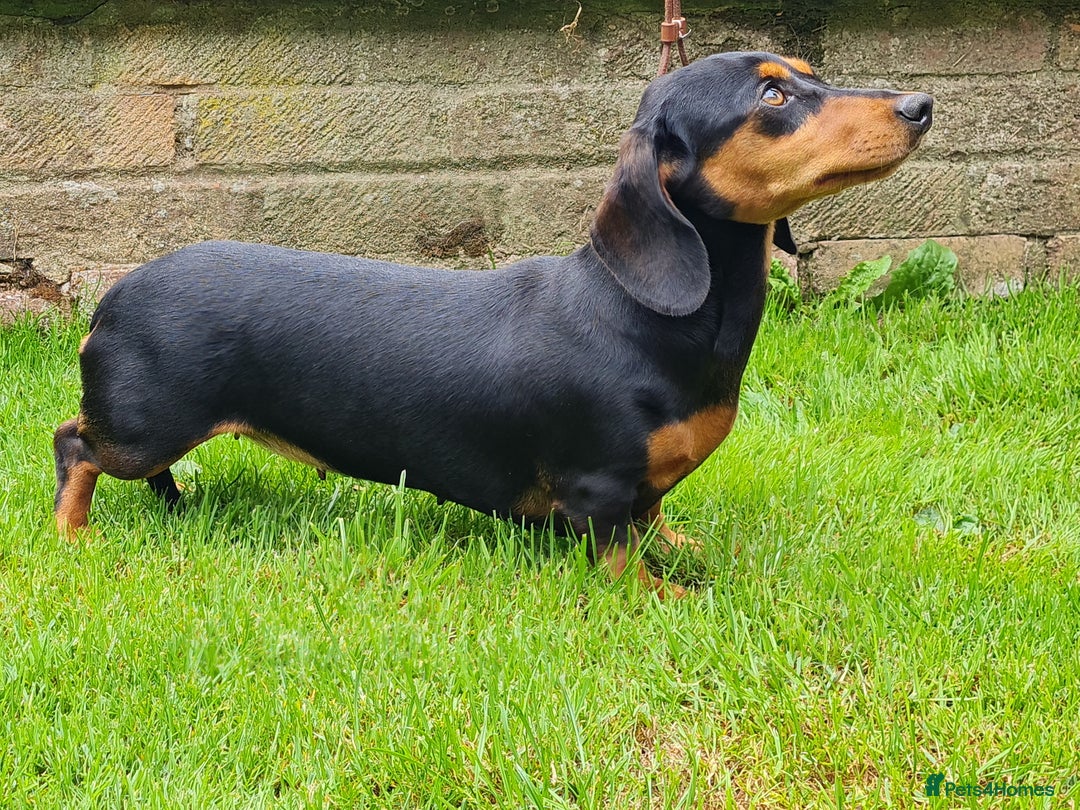 Miniature Dachshund dogs for sale: Miniature smooth dachshund  - Image 3