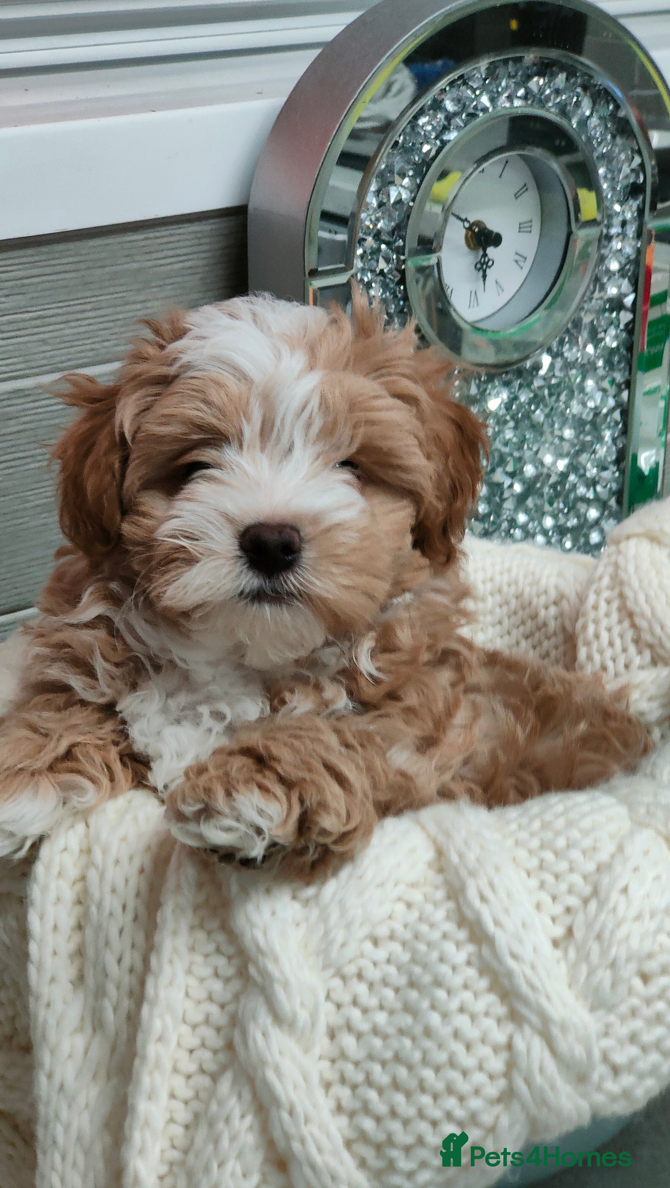 Maltipoo dogs Exclusive F1 Tiny Asian Maltipoo Puppies  - Advert 17