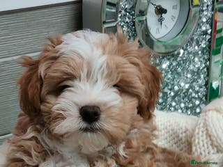 Maltipoo dogs Exclusive F1 Tiny Asian Maltipoo Puppies - Advert 9