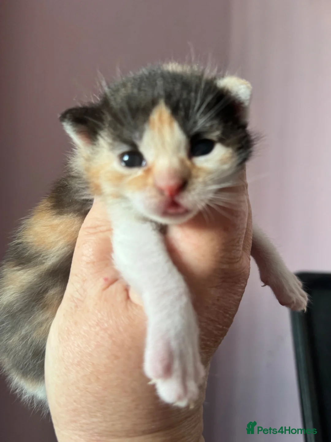 Mixed Breed cats for sale: 3 beautiful girls looking for forever homes in Bishop Auckland - Advert 2